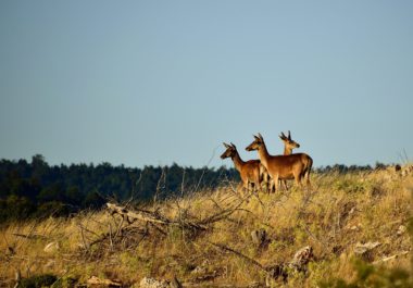 a group of deer in a field.